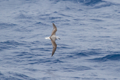 Pterodroma lessonii