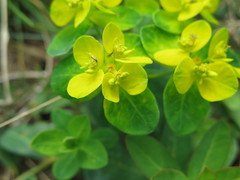Euphorbia sikkimensis