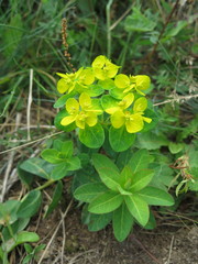 Euphorbia sikkimensis