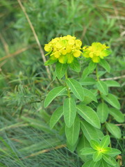 Euphorbia sikkimensis