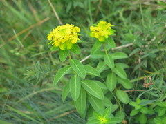 Euphorbia sikkimensis
