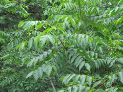 Toxicodendron vernicifluum