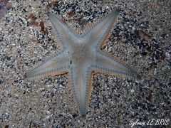 Astropecten jonstoni