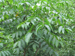 Toxicodendron vernicifluum