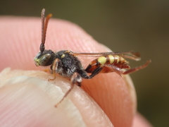 Nomada ferruginata
