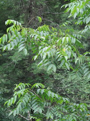 Toxicodendron vernicifluum