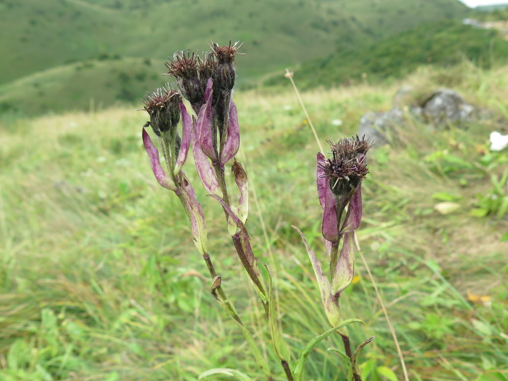 Saussurea veitchiana