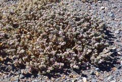 Tiquilia atacamensis