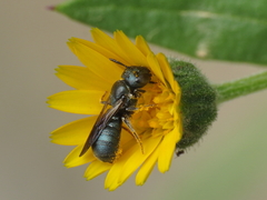 Ceratina chalcites