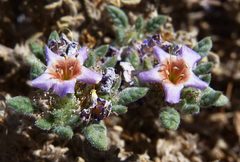 Tiquilia atacamensis