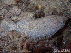 Arnoglossus