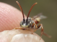 Nomada ferruginata
