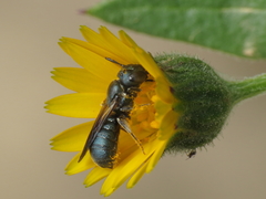 Ceratina chalcites