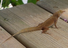 Anolis cristatellus wileyae