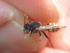 Nomada ferruginata