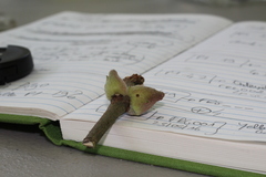 Callirhytis quercusventricosa