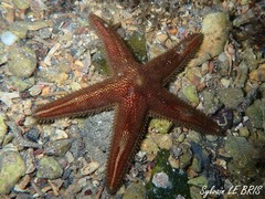 Astropecten spinulosus