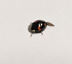 Harmonia axyridis