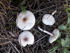 Lepiota lilacea