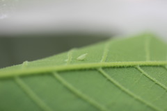 Caryomyia striolata