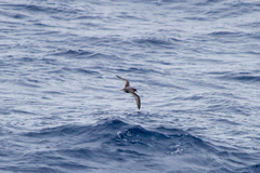 Pterodroma inexpectata