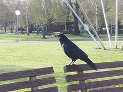 Corvus corone