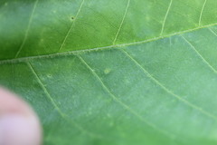 Caryomyia striolata