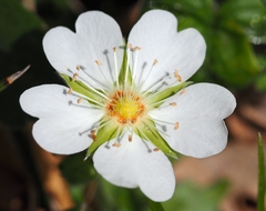 Potentilla montana