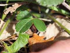 Potentilla montana