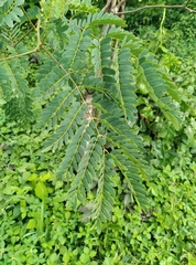 Parkia biglobosa