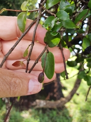 Muellerina myrtifolia