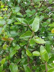 Muellerina myrtifolia