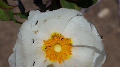 Monomorium ergatogyna