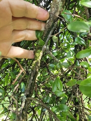 Muellerina myrtifolia