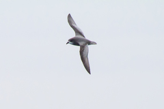 Pterodroma inexpectata