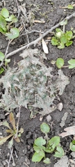 Cirsium vulgare