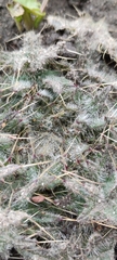 Cirsium vulgare