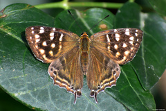 Dodona eugenes