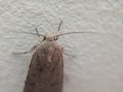 Caradrina clavipalpis