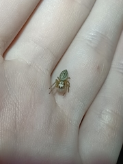 Opisthoncus abnormis