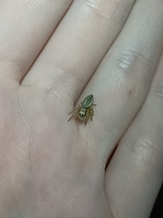 Opisthoncus abnormis