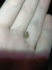 Opisthoncus abnormis