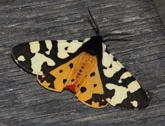 Arctia villica konewkaii