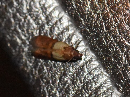 Indian-Meal Moth, Groesbeek, Nederland, photo 8 of 10