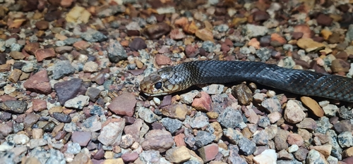 Black whip snake, Demansia vestigiata