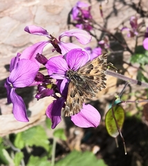 Carcharodus alceae