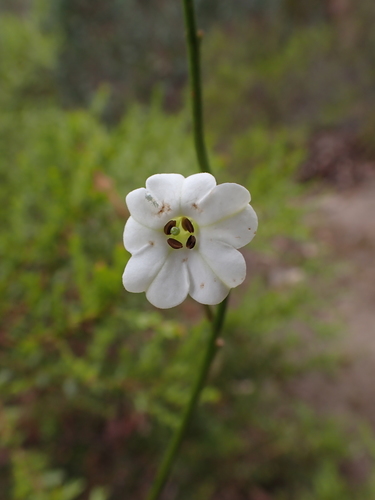 Image of Nicotiana suaveolens by (c) Nina Kerr, some rights reserved (CC BY)