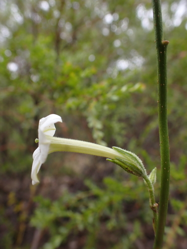 Image of Nicotiana suaveolens by (c) Nina Kerr, some rights reserved (CC BY)