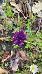 Magnoliopsida