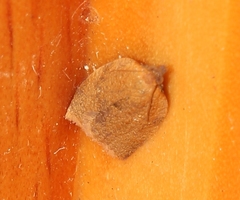 Cacoecimorpha pronubana